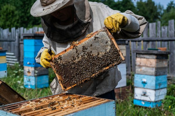 Comment s'initier à l'apiculture lors d'un séjour en Provence ?